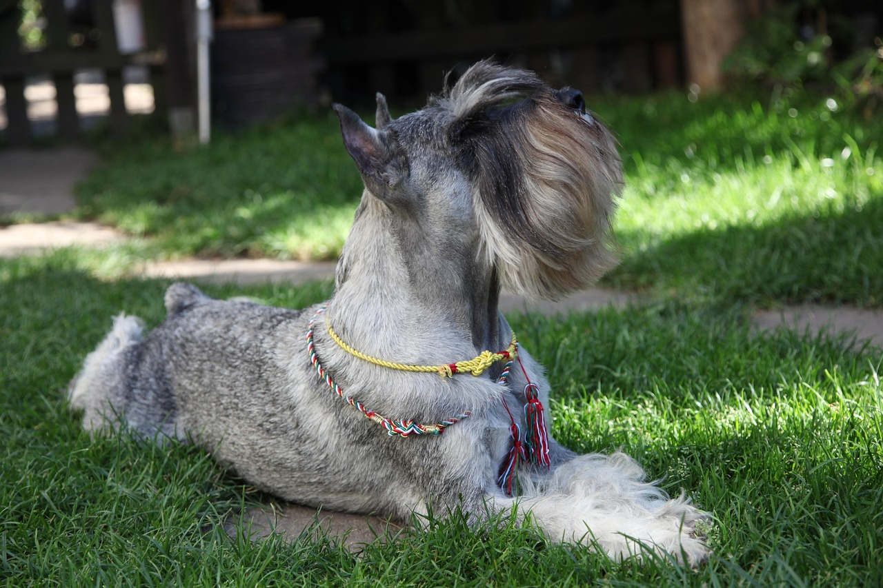 ¿Es un Schnauzer adecuado para tu hogar?