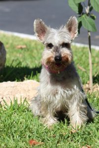 Cuándo es el mejor momento para esterilizar o castrar a un Schnauzer