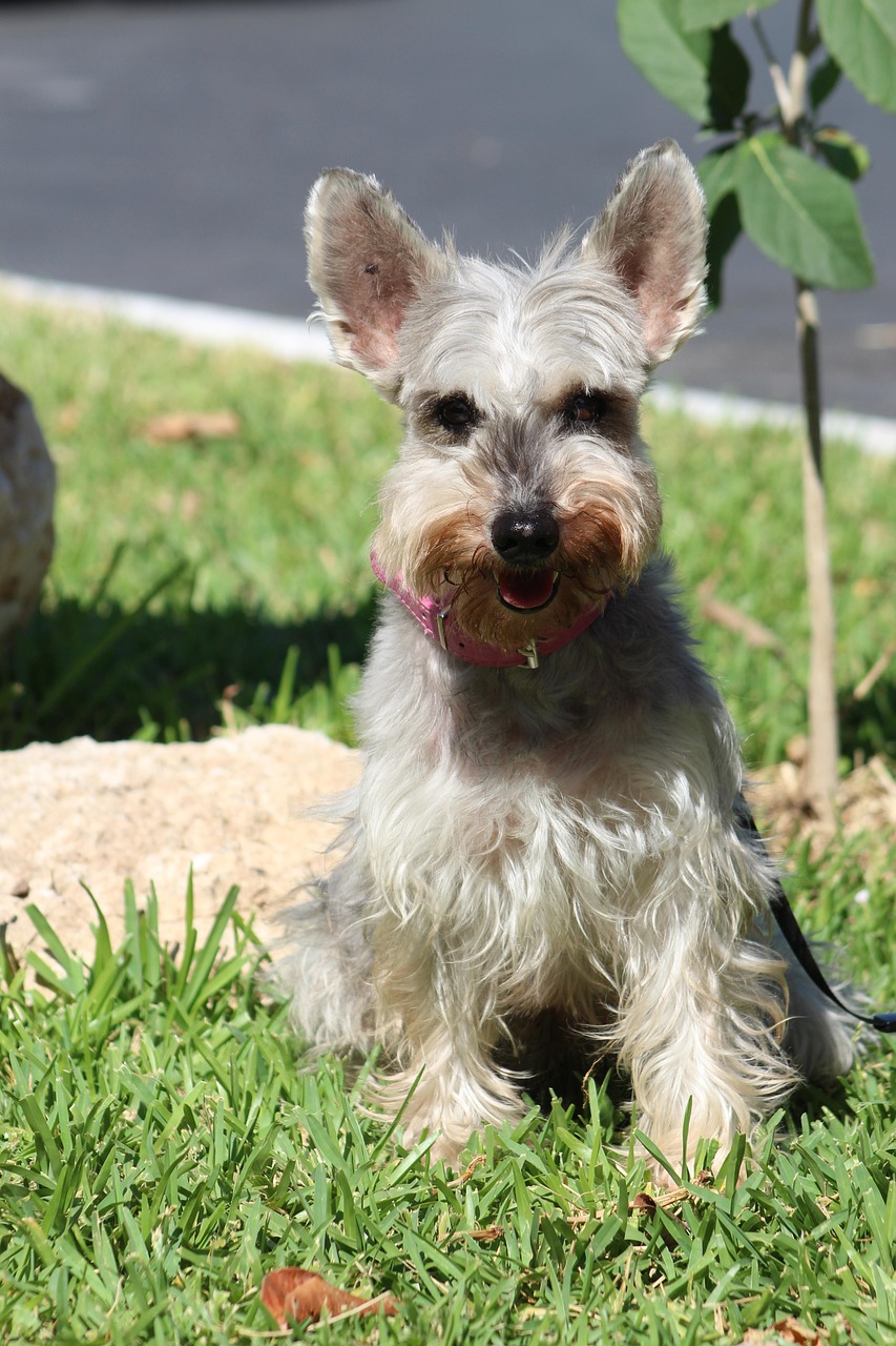 Cuándo es el mejor momento para esterilizar o castrar a un Schnauzer