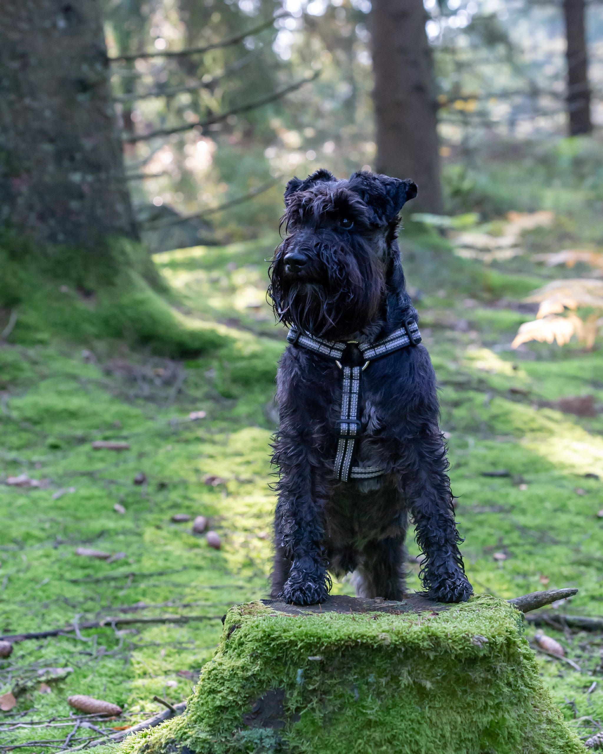 Schnauzers y otras mascotas: cómo hacer una buena convivencia