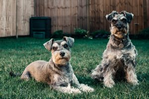 Checklist para elegir un cachorro de Schnauzer saludable