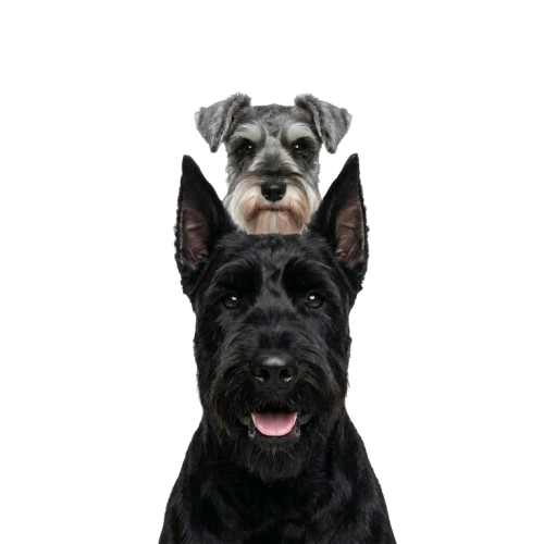 Mejores Schnauzer